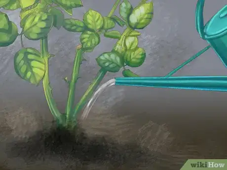Image titled Maintain Roses Step 1