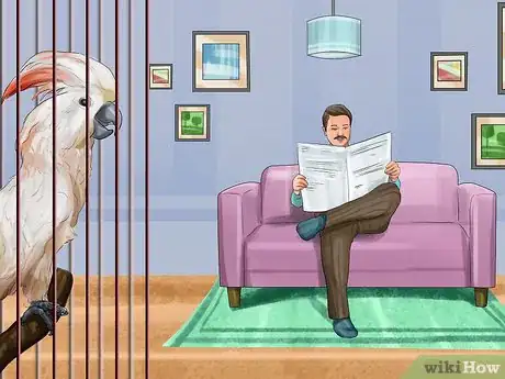 Image titled Live With a Moluccan Cockatoo Step 13