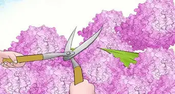 Prune Hydrangeas