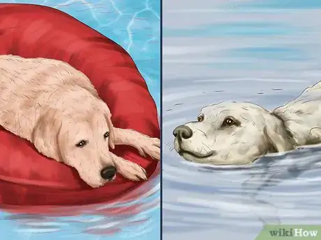 Image titled Care for Your Dog on the Beach Step 1