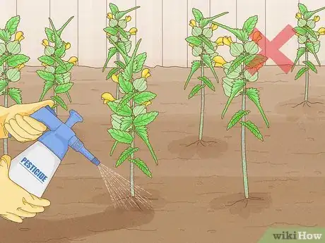 Image titled Sow Yellow Rattle Step 11