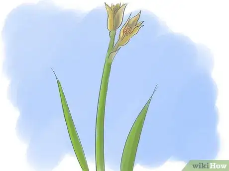 Image titled Take Care of Irises when Their Flowers Die Step 6