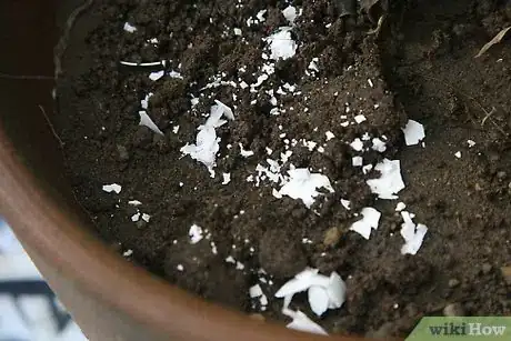 Image titled Recycle Eggshells in Gardening Activities Step 3Bullet3
