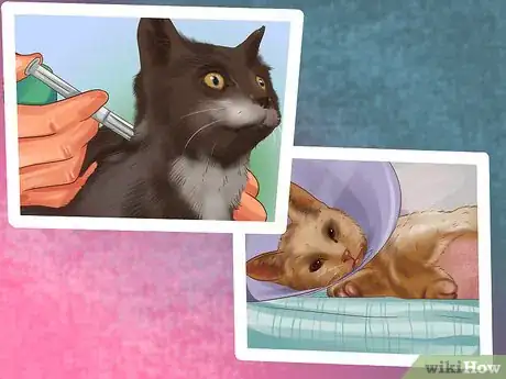 Image titled Treat Feline Intestinal Lymphoma Step 9