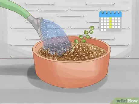 Image titled Grow a String of Pearls Step 6