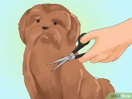 Image titled Take Care of a Shih Tzu Step 2