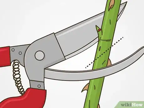 Image titled Maintain Roses Step 7