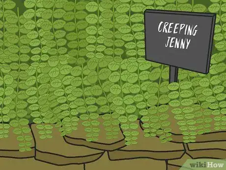 Image titled Choose Ground Cover Plants Step 02