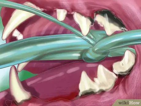 Image titled Treat Dental Disease in Senior Cats Step 4