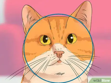 Image titled Identify a Cymric Cat Step 1