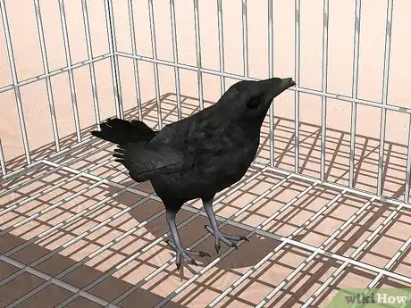 Image titled Catch Crows Step 6