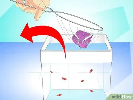 Image titled Breed Wild Bettas Step 10