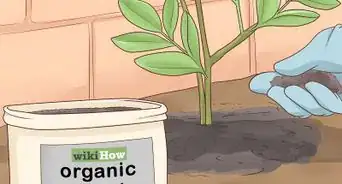 Prune Cytisus Battandieri