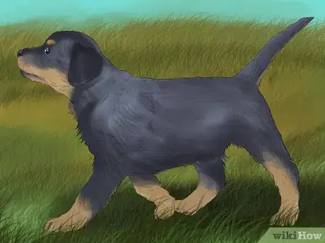 Image titled Diagnose Osteochondrosis Dissecans in Rottweilers Step 2