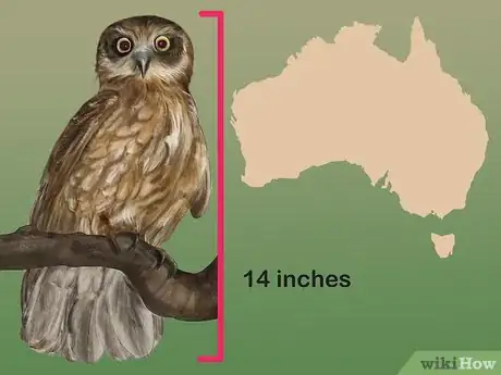 Image titled Identity a Southern Boobook Owl Step 1