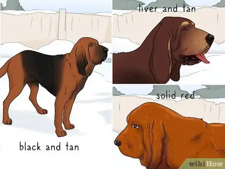 Image titled Identify a Bloodhound Step 9