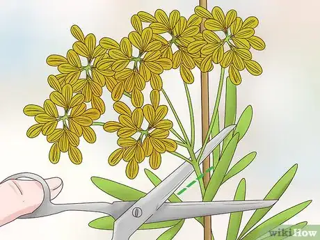 Image titled Grow Dill Indoors Step 10