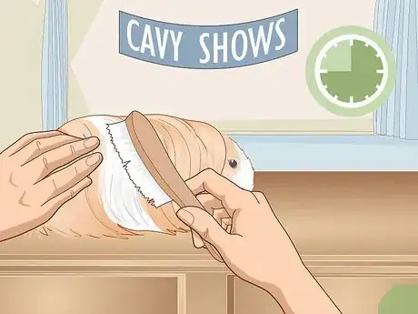 Image titled Prepare a Guinea Pig for Show Step 23
