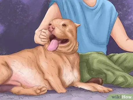 Image titled Keep a Pitbull Step 11