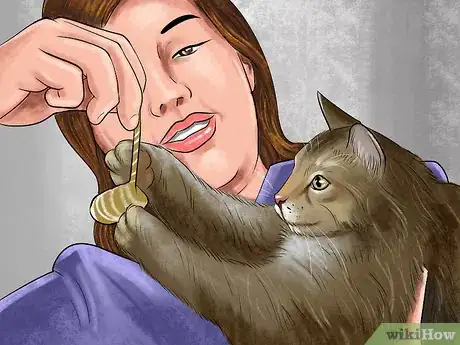 Image titled Take Care of a Singapura Cat Step 11