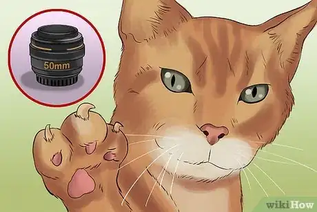 Image titled Take Photos of Adoptable Cats Step 17