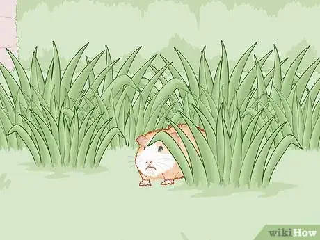 Image titled Care for an Outdoor Guinea Pig Step 2