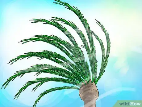 Image titled Grow Cannas Step 4