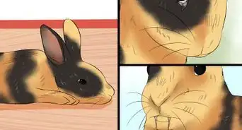 Care for Harlequin Rabbits