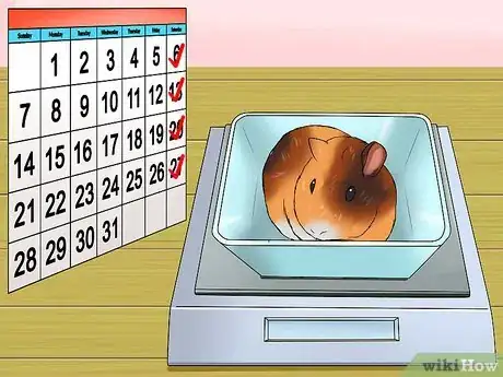 Image titled Know if a Pet Guinea Pig Is Ill Step 5