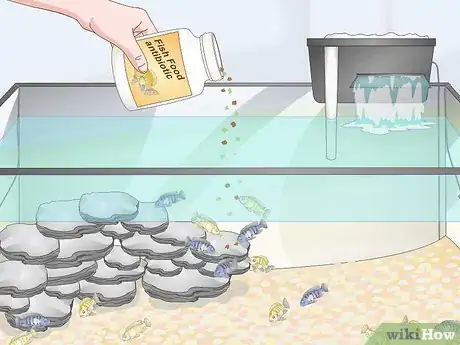 Image titled Care for Mbuna Cichlids Step 17