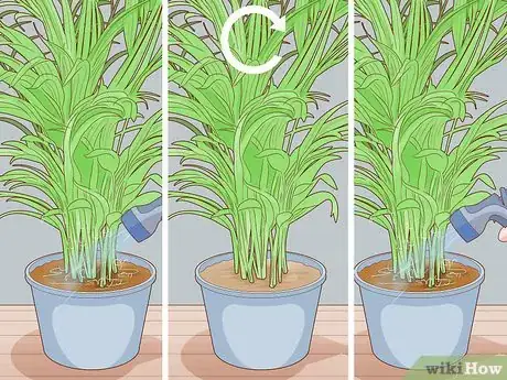 Image titled Make an Areca Palm Grow Faster Step 7