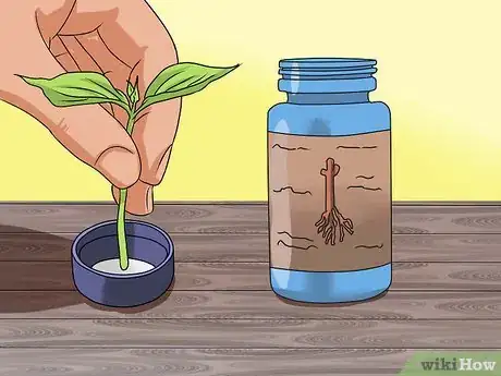 Image titled Grow Coleus Step 9