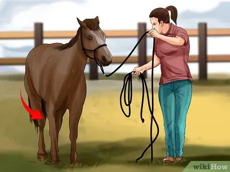 Image titled Round Pen a Horse Step 2