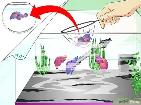 Image titled Make a Female Betta Community Step 16