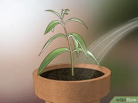 Image titled Grow Lemon Verbena Step 7