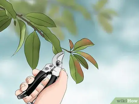 Image titled Grow Evergreen Trees Step 22