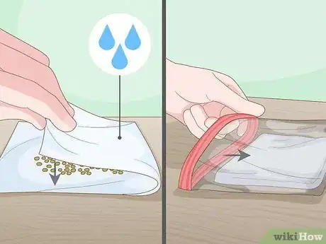 Image titled Grow Licorice Root Step 3