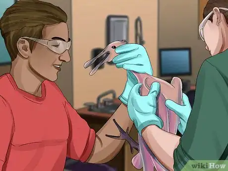 Image titled Clean Oil off Birds Step 12