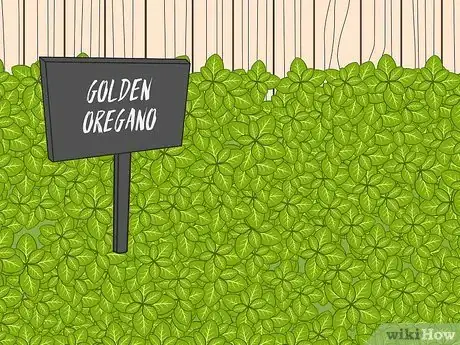Image titled Choose Ground Cover Plants Step 04
