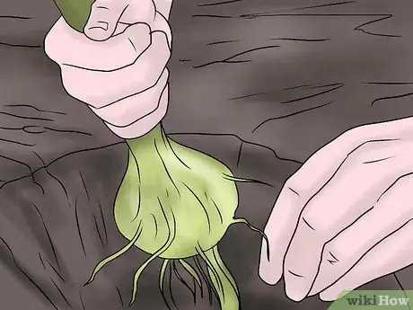 Image titled Keep Narcissus Bulbs After Flowering Step 17