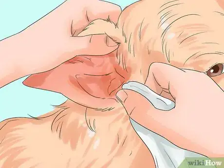 Image titled Groom a Silky Terrier Step 4