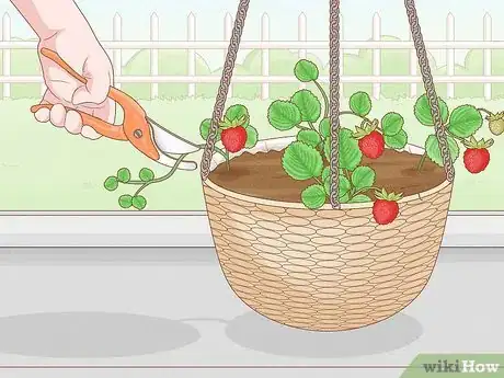 Image titled Grow Strawberries in Hanging Baskets Step 16
