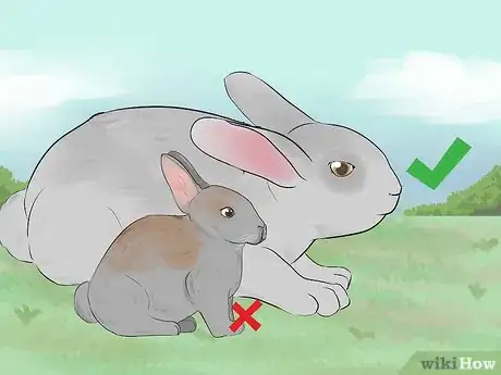Image titled Select a Show Rabbit Step 3