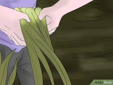 Image titled Keep Narcissus Bulbs After Flowering Step 14