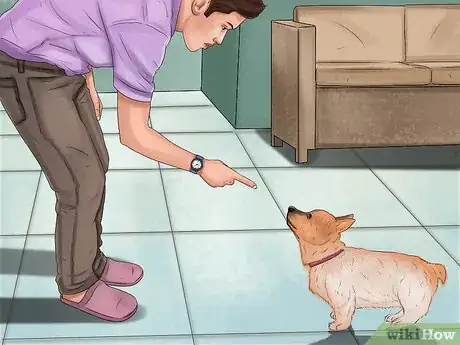 Image titled Rescue a Corgi Step 11