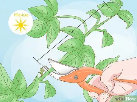 Image titled Care for a Purple Flower Potato Bush Step 11