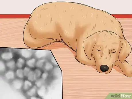 Image titled Prevent Canine Coronavirus Step 8