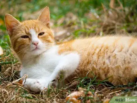 Image titled Bond with a Stray Cat Step 2