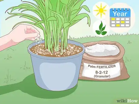 Image titled Make an Areca Palm Grow Faster Step 2