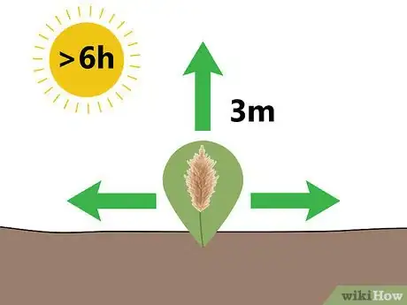 Image titled Grow Pampas Grass Step 02